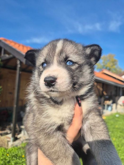 Подарявам кученца