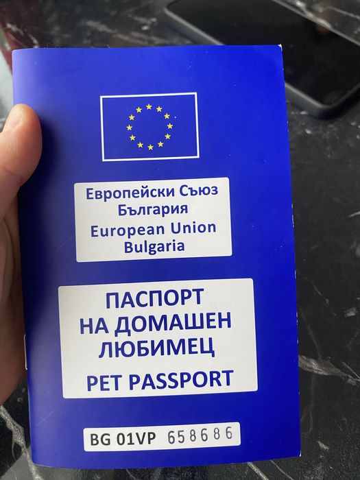 Момченце чихуахуа