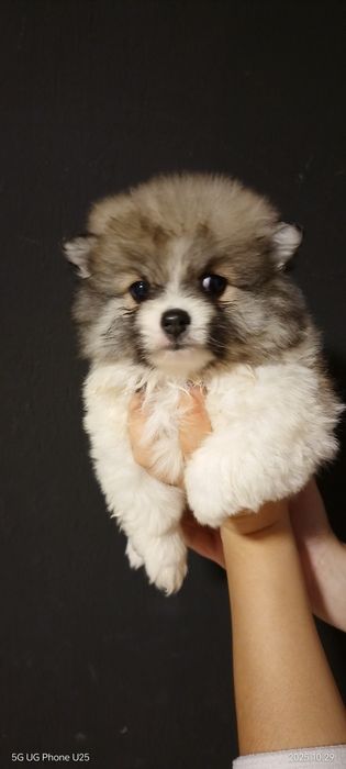 Мини шпиц момиче