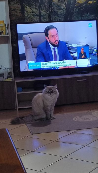 Сибирски  котета (сребърно