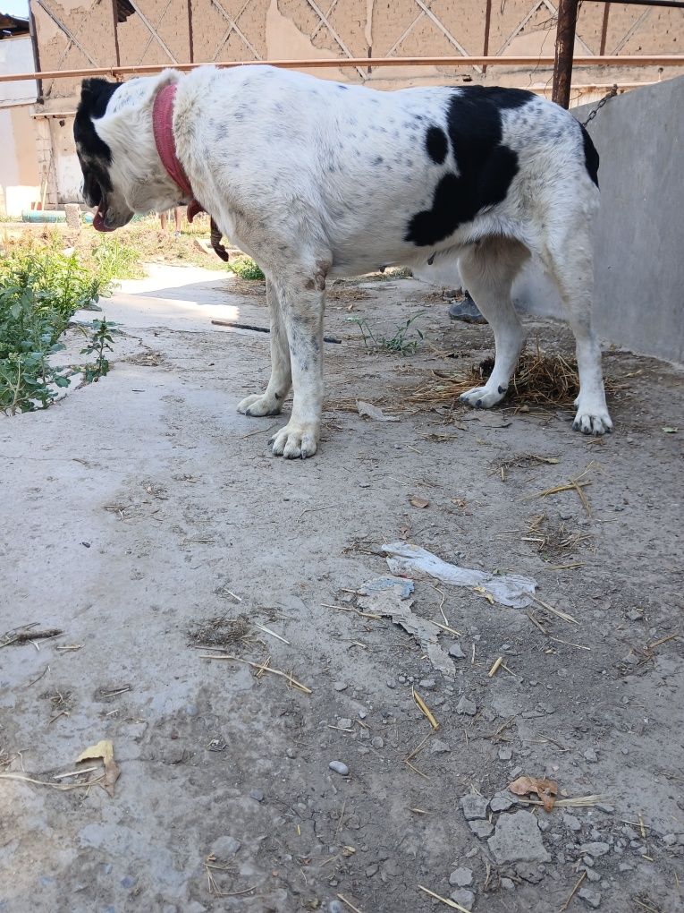 Alabay kuchuk sotiladi qiz