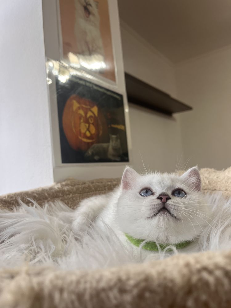 British shorthair shadedpoint