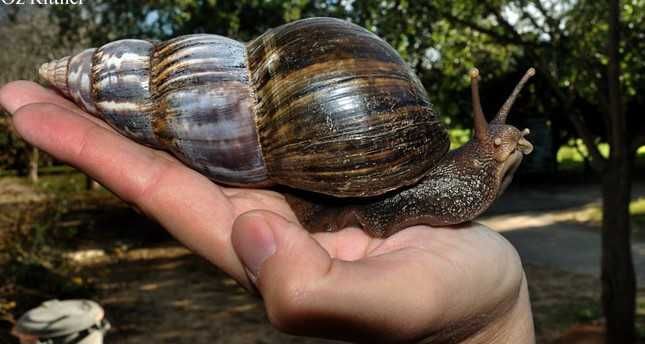 Melcii Africani Gigant  pui/adulti Faunarium/Terariu plastic