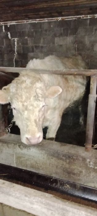 Продам быка с откорма 2х летка