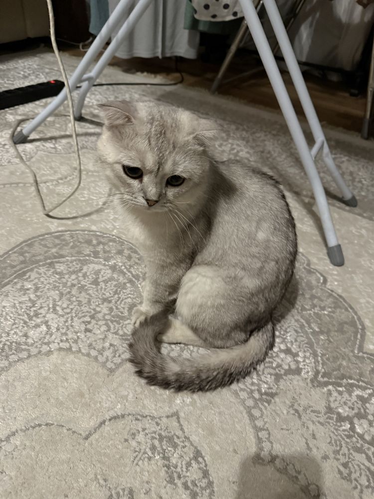 Серебристая шиншила