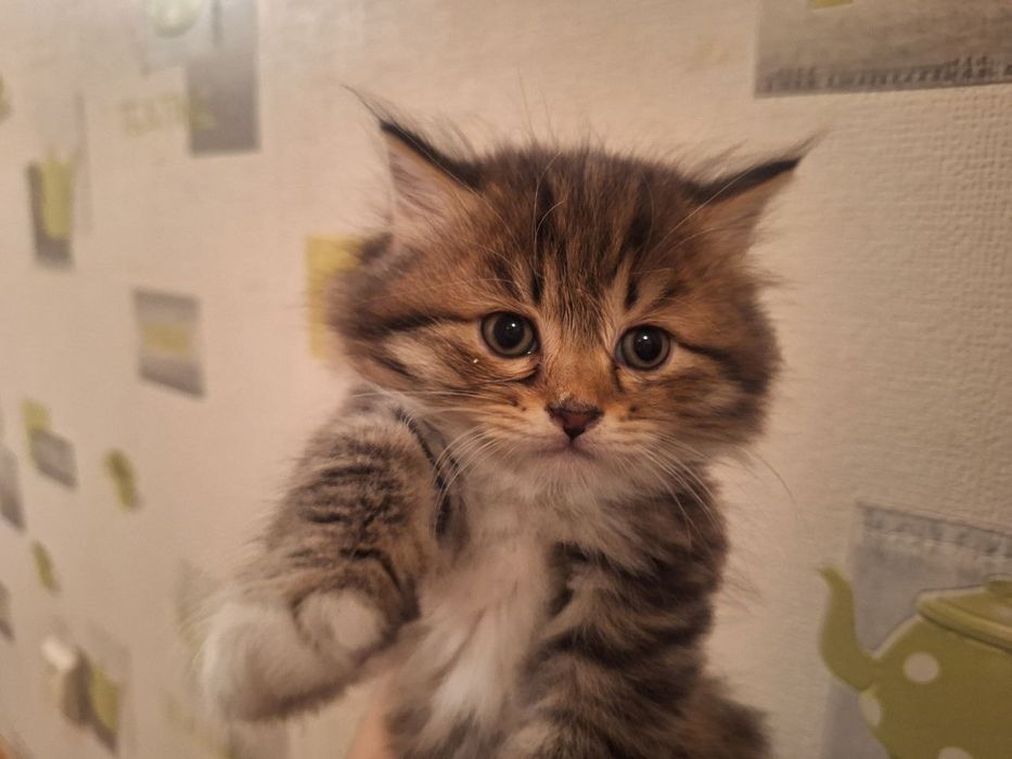 Котята полупородистые скоттиш страйт