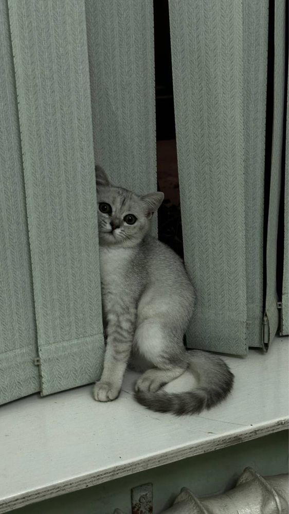 Mushuk shinshilla