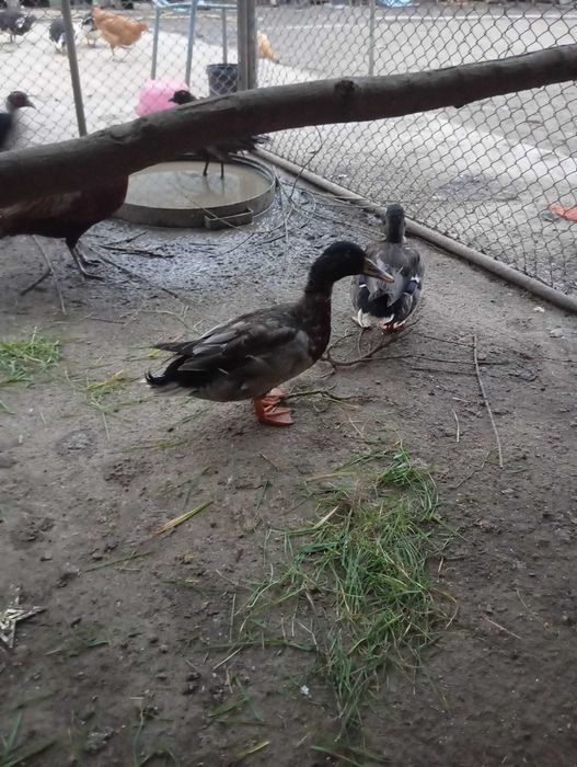 Schimb 2 ratoi sălbatici