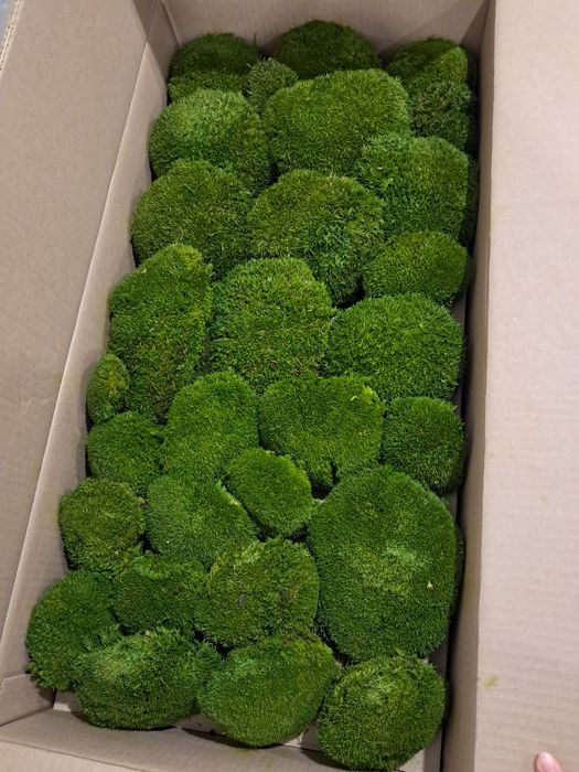 Топчест мъх, консервиран