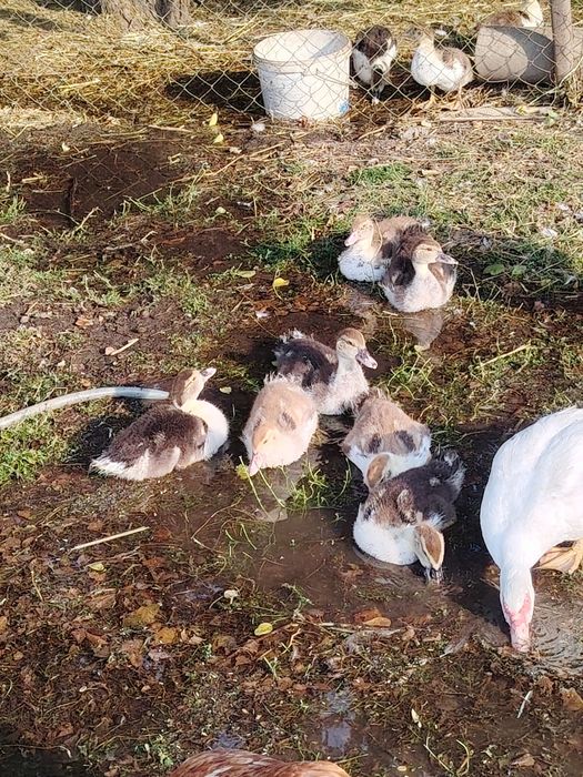 Утята индоутки 2х месячные