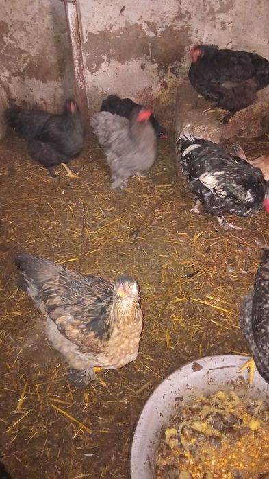 Rațe  găste cocosi găini schimb sau vănd