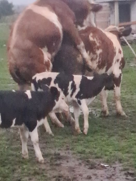 Vaca baltata frumoasa bună de lapte 5 pe 6 ani montata cu.baltat