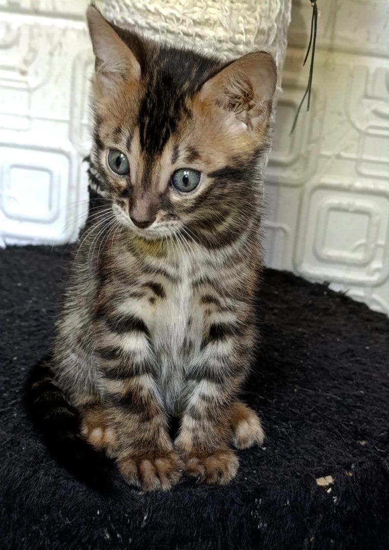 Продажа бенгальских котят