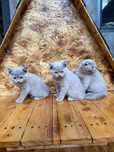 Скотиш фолд и Скотиш старйт