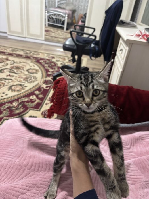 Продается кошка шотландский