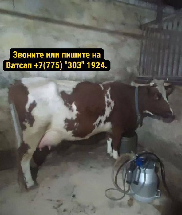 Упитанная телочка