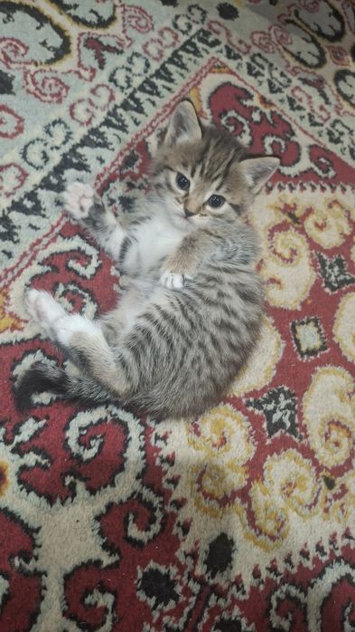 Отдам бесплатно котят