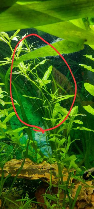 Аквариумни растения