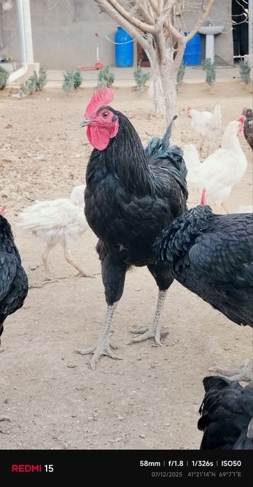 Tovuq Xorozlar Qora shagzoda