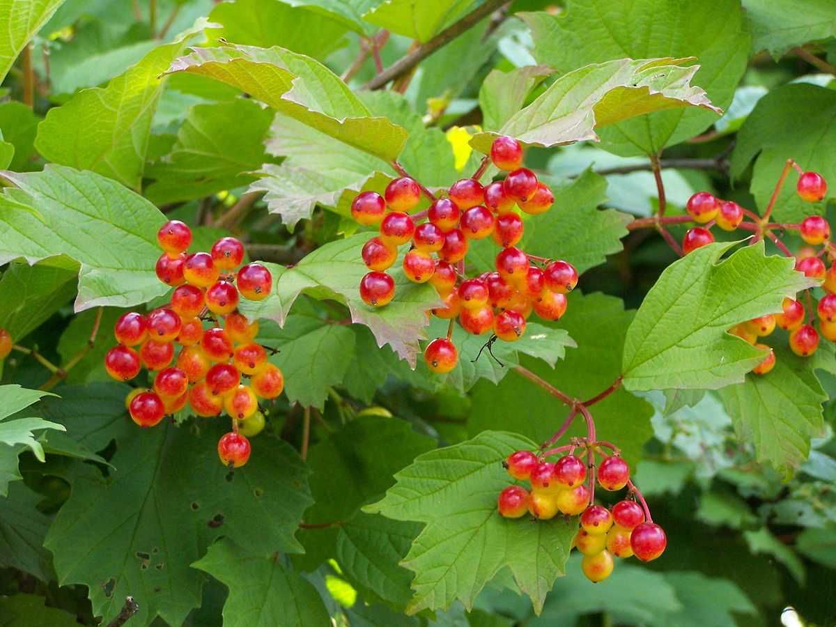 Офика - Sorbus aucuparia,Червена калина viburnum opulus и Жълта калина