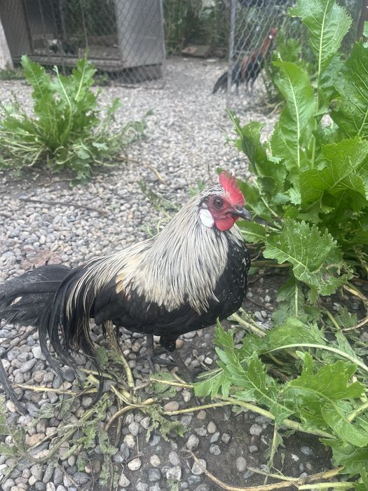 Cocosi Phoenix tineri