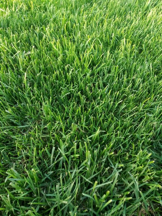 Газон экамиз рулонный хам ёткизамиз