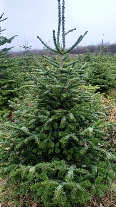 Vand brazi de craciun