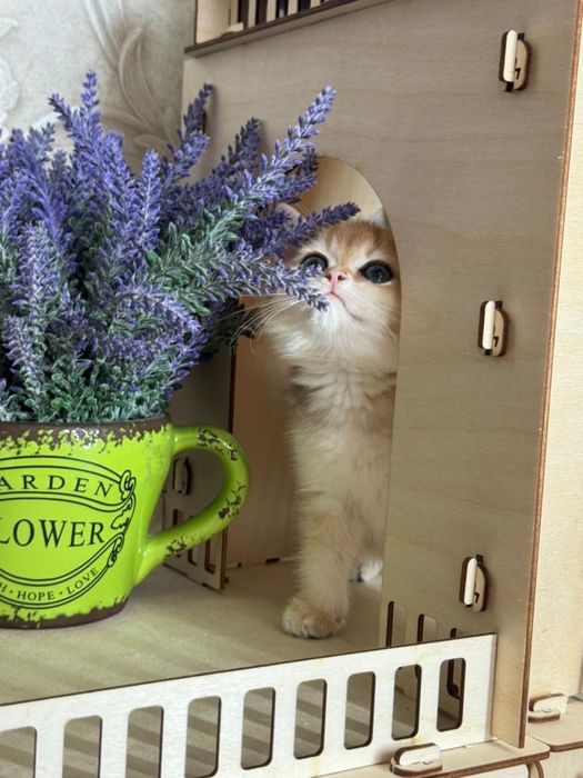 Лялечки шиншилкии золотинки