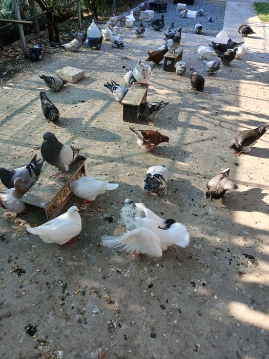 De vânzare porumbei mondaine francez, tineret și maturi
