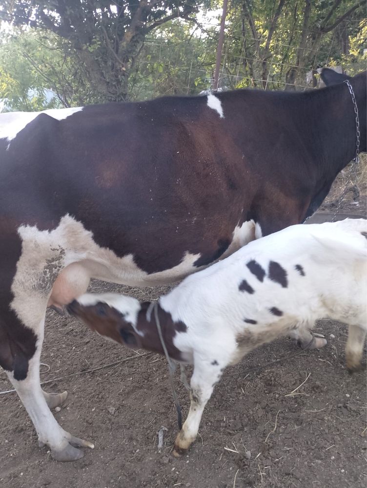 Ofer spre vanzare vaca si vitel holstein