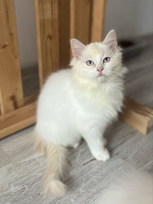 Puiuț Ragdoll Cream Bicolor
