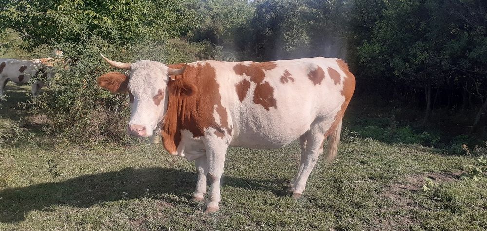 Vaci Tăurași Juninci de vînzare la pachet