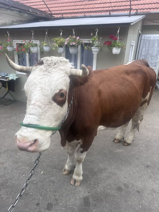 Vacă Bălțată Românească – 6 ani