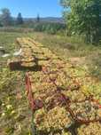 Vand struguri de vin de diferite soiuri