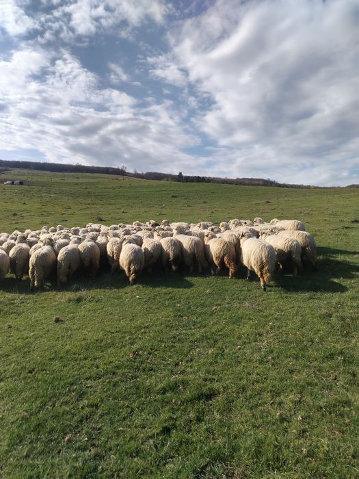 Oi de vînzare... 1000 lei