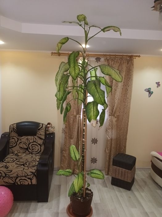 Vand floare de interior