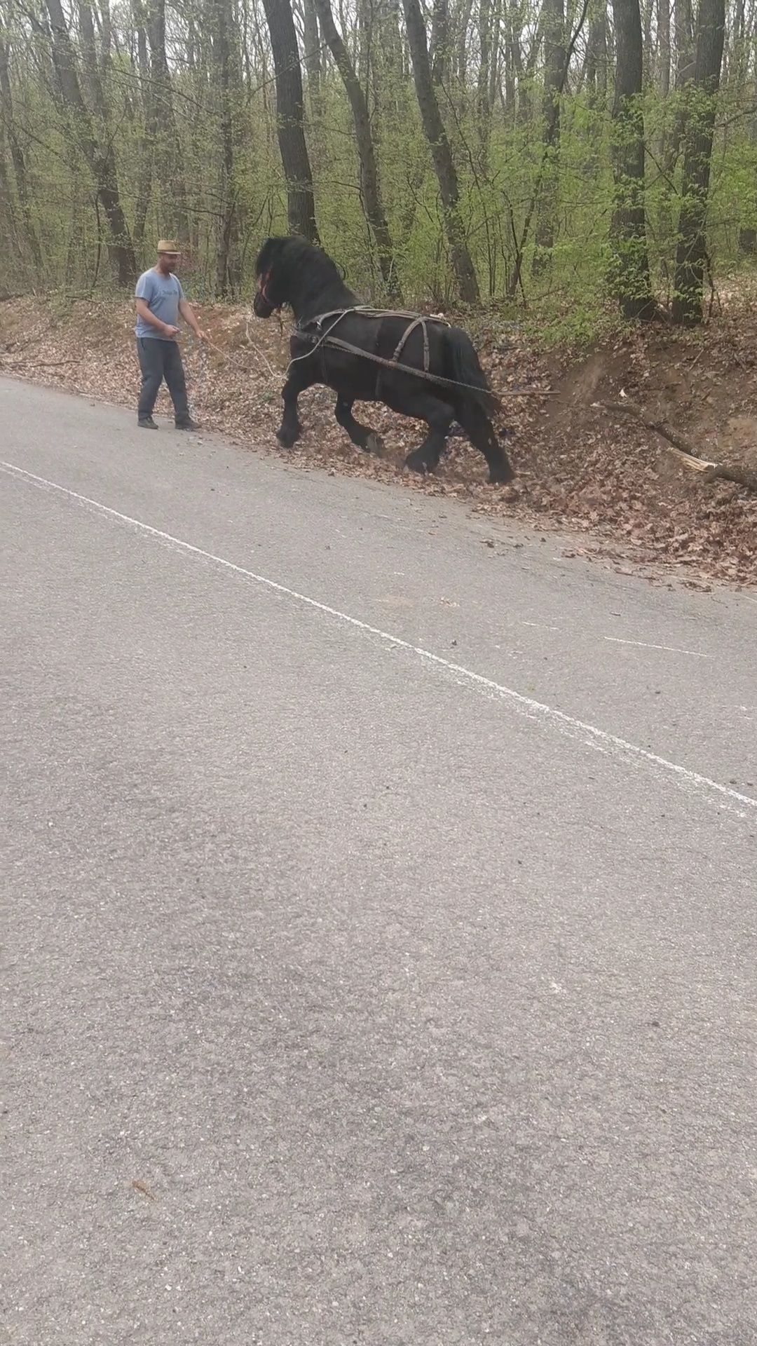 Sânge rece unguresc