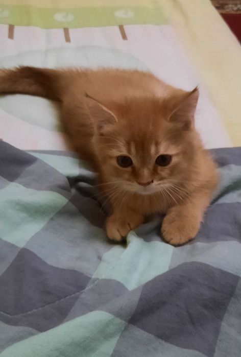 Продам кошка Скотиш фолд Британский