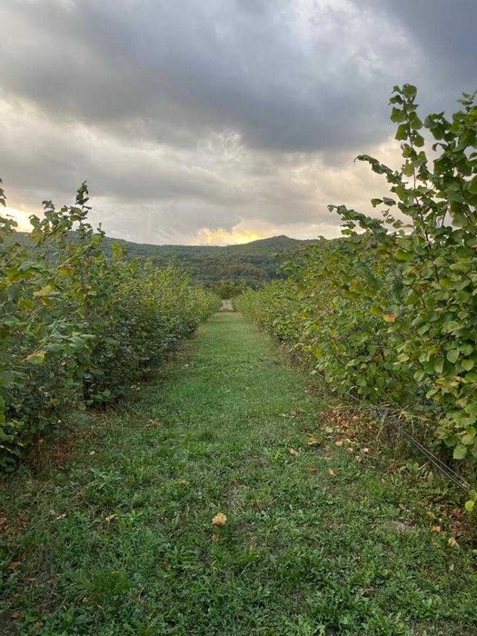 Vând alune de pădure bio din plantație proprie