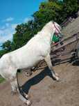 De vanzare cal sur