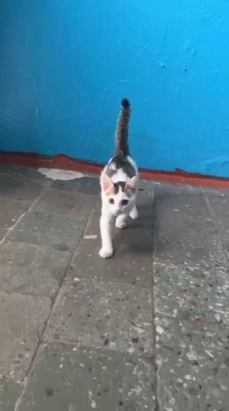 Подкинули котенка (девочка). Ищем ей дом!