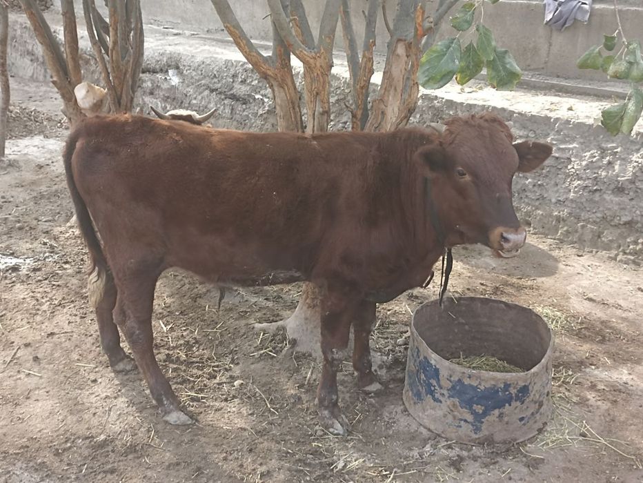 Buqalar zotdor yosh