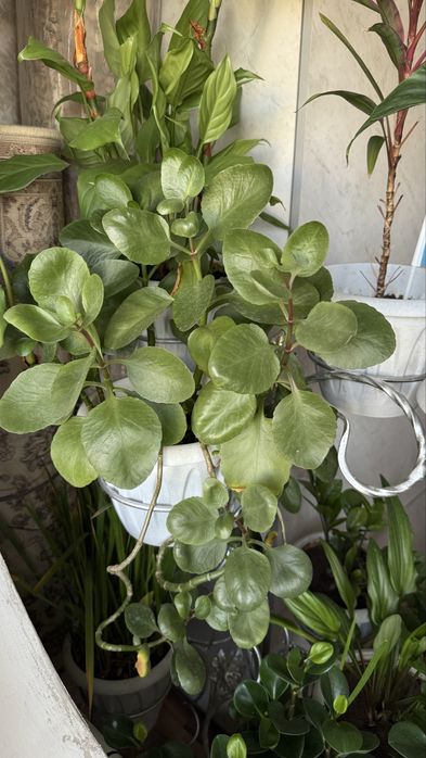 Комнатные растения (недорого)