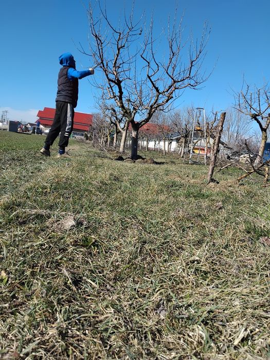 Tualetam pomi fructiferi și vita de vie