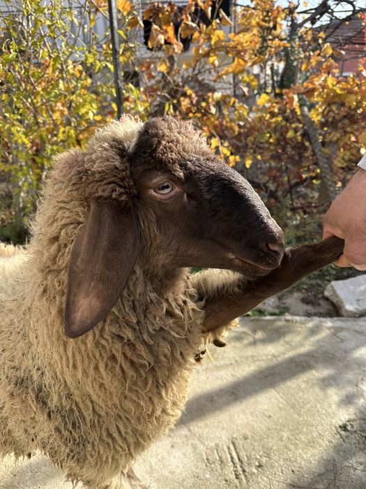 Продавам 3 овци и 1 шиле