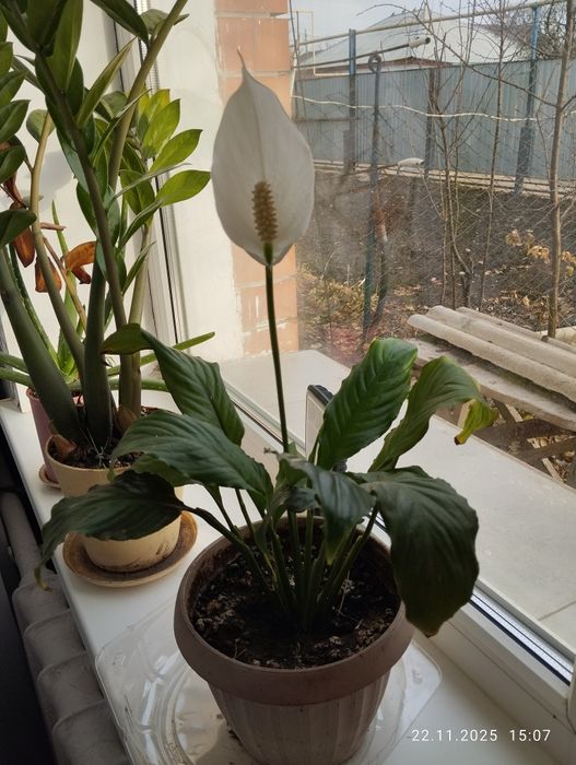 Продам цветы разные Цветущее женское счастье ,столетник, фикус большой