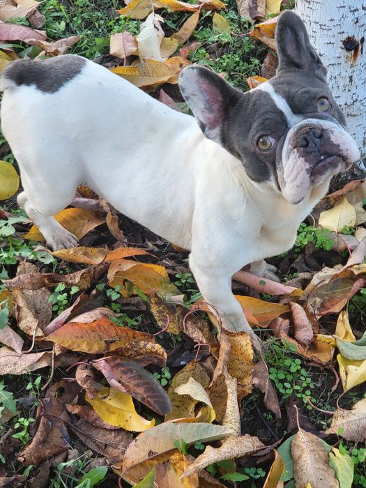 Френски булдог b/ue tan merle