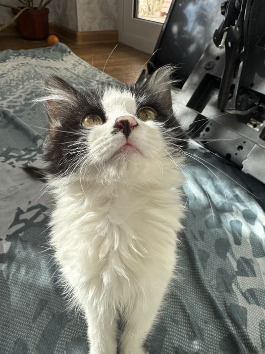 2 ta mushuk пародали