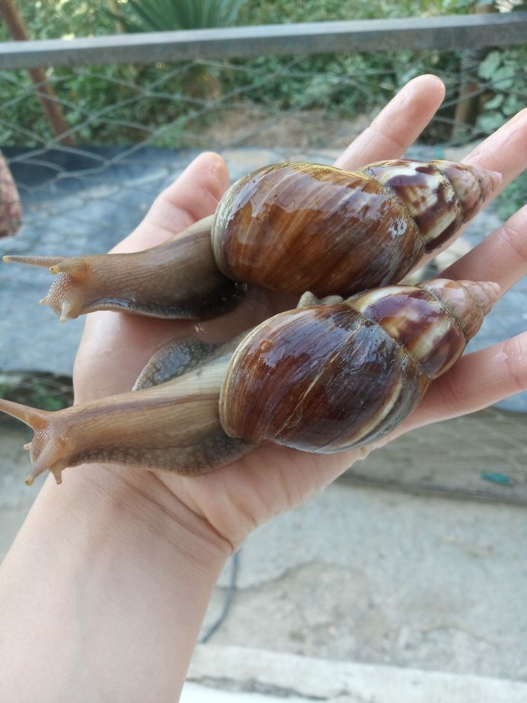 Улитки ахатины  фулика