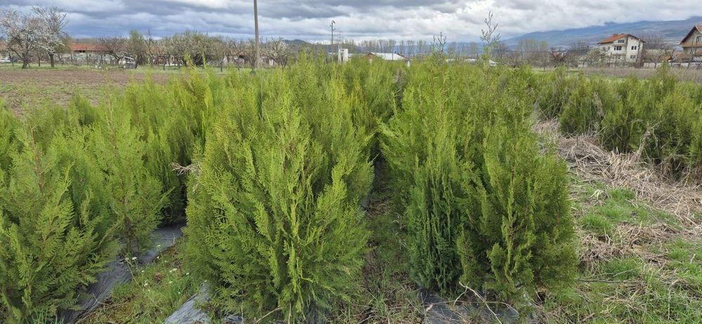 ТУЯ ИЗТОЧНА Висока 1.5м+